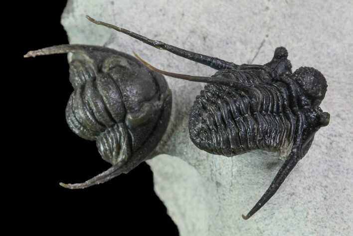 Cyphaspis & Enrolled Diademaproetus Trilobite Association #87104